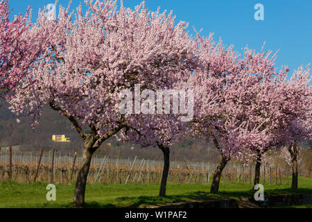 Fiore di mandorla a Villa Ludwigshoehe, Mandelbluetenweg, Deutsche Weinstrasse (tedesco la strada del vino), Pfalz, Renania-Palatinato, Germania Foto Stock