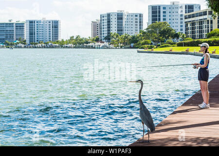 Un pescatore e un airone cenerino in attesa per la cattura grande a Ostego Bay, Fort Myers Beach, Florida, Stati Uniti d'America Foto Stock