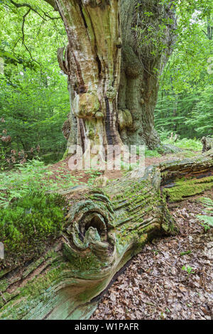 Vecchia Quercia Frederikeneiche nella foresta vicino Hasbruch Hude, Oldenburg county, Bassa Sassonia, Germania settentrionale, Germania, Europa Foto Stock