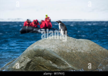 Un lone Adélie penguin (Pygoscelis adeliae) orologi da una roccia come i passeggeri da un expedition nave da crociera in un gommone Zodiac raft pass in backgr Foto Stock