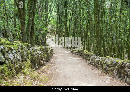 Enchanted trail in the forest of Castellu di Cucuruzzu, Levie, South Corsica, Corsica, Southern France, France, Southern Europe, Europe Foto Stock