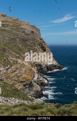 Nero-browed albatross (Thalassarche melanophris) e alcuni cormorani imperiali (Leucocarbo atriceps) scivolano sul mare e le scogliere vicino la loro colonia ( Foto Stock