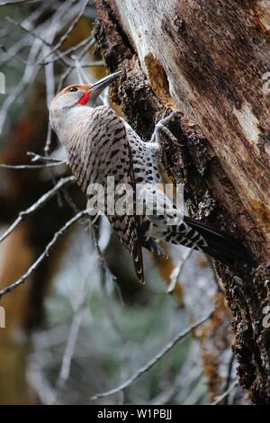 Dorato picchio flicker (Colaptes chrysoides) - specie di uccelli nel Parco Nazionale di Yosemite, STATI UNITI D'AMERICA. Foto Stock