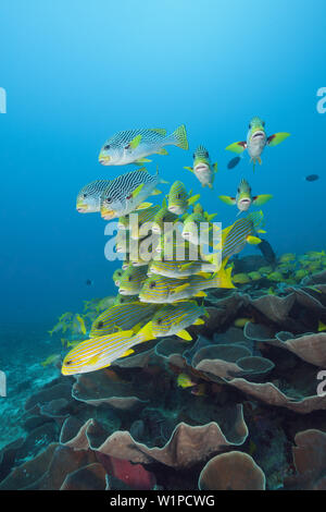 Secca di giallo-nastro, Sweetlips Plectorhinchus polytaenia Raja Ampat, Papua occidentale, in Indonesia Foto Stock