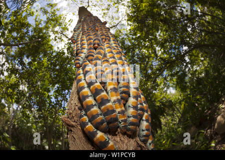 I bruchi di seta gigante tarma Arsenura armida, Cancun Yucatan, Messico Foto Stock