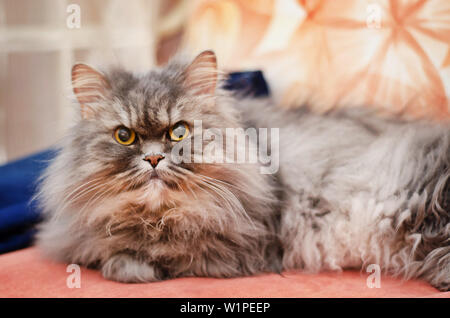 Il grande bella fluffy gatto grigio si trova in appoggio su un lettino Foto Stock