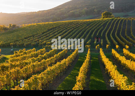 Autunnale di vigneti in Termenregion, di Baden vicino a Vienna, il distretto industriale, Austria Inferiore, Austria Foto Stock