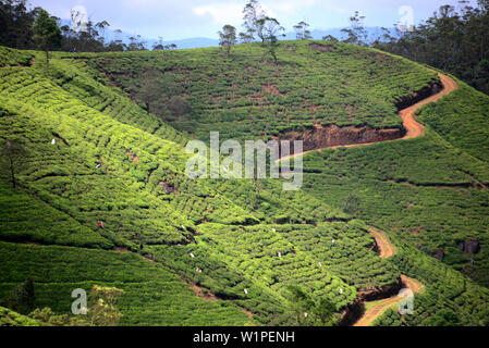 La piantagione di tè vicino a Nuwara Eliya, Sri Lanka Foto Stock