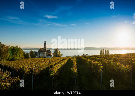 Chiesa di pellegrinaggio Birnau con vigneti in autunno al tramonto, Uhldingen-Mühlhofen, Lago di Costanza, Baden-Württemberg, Germania Foto Stock