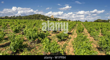 Vigneti a Chateauneuf du Pape, Vaucluse Provence, Francia Foto Stock