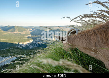 Capre selvatiche su una roccia, Verdon Gorge, Route des Cretes, Vosges, Provence-Alpes-Côte d'Azur, in Francia Foto Stock