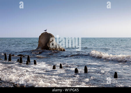 Gabbiano seduta sulle rocce, Jasmund national park, Ruegen, Mar Baltico, Meclemburgo-Pomerania Occidentale, Germania Foto Stock