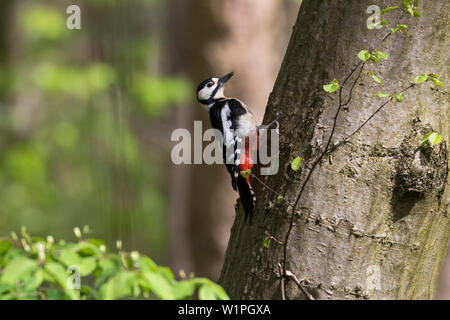 Picchio rosso maggiore, Picoides major, maschio, Baviera, Germania Foto Stock