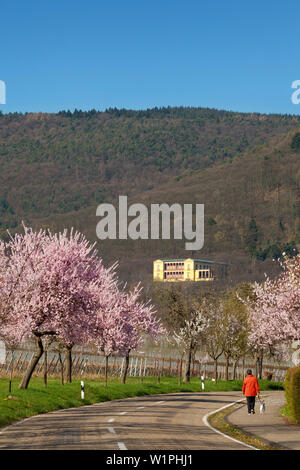 Fiore di mandorla a Villa Ludwigshoehe, Mandelbluetenweg, Deutsche Weinstrasse (tedesco la strada del vino), Pfalz, Renania-Palatinato, Germania Foto Stock