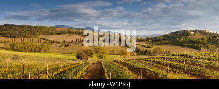 Vista panoramica sui vigneti e il paesaggio toscano in serata sole, Val d'Orsia, provincia di Siena, Toscana, Italia Foto Stock