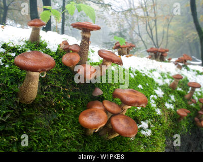 Armillaria, Schafstein, Rhoen Riserva della Biosfera, Hessian Rhoen Natura Park, Baviera, Germania Foto Stock