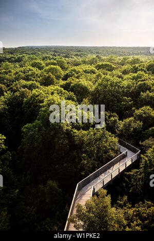 Patrimonio Mondiale UNESCO vecchi oliveti di faggio di Germania, Treetop percorso nel Parco Nazionale Hainich, Turingia, Germania Foto Stock