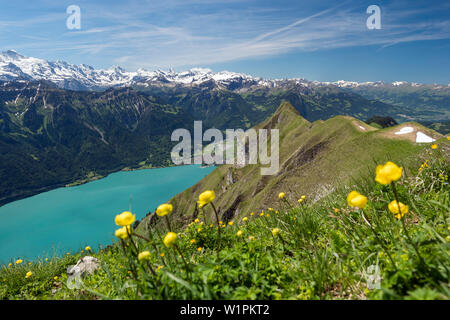Vista da Augstmatthorn oltre il lago Brienzer vedere a Interlaken, Alpi Oberland Bernese, Svizzera, Europa Foto Stock