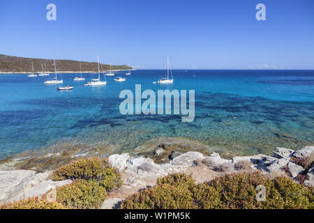 Spiaggia Plage de Loto nel deserto dello Agriates, vicino a Saint-Florent, Corsica, Francia meridionale, Francia, Europa meridionale Foto Stock