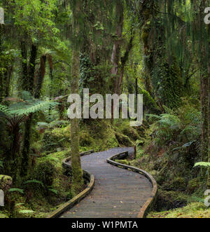 Sentiero attraverso la foresta pluviale, West Coast, Isola del Sud, Nuova Zelanda, Oceania Foto Stock