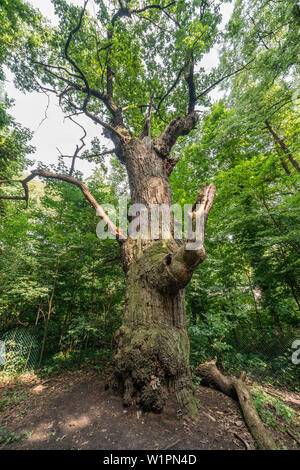 Dicke Marie, aeltester Baum von Berlin, ca. 500 bsi 700 Jahre alt, Durchmnesser 665 cm, Hoehe 26 metri, Querus robur , Stieleiche, Tegeler See, Berlino Foto Stock