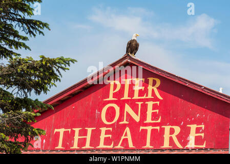 Aquila calva su un tetto, Omero, Penisola di Kenai, Alaska, STATI UNITI D'AMERICA Foto Stock