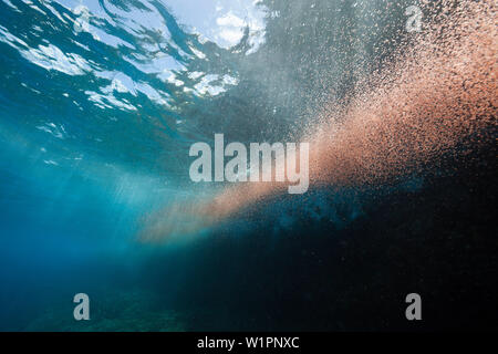 Nuvole di larve di granchio swirl vicino a riva, Gecarcoidea natalis, Isola Christmas, Australia Foto Stock