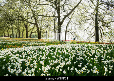 Prato con dei narcisi, Isola di Mainau, Lago di Costanza, Baden-Württemberg, Germania Foto Stock