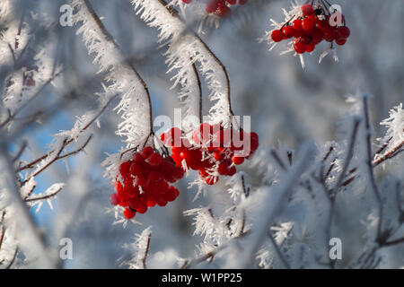 Bacche di Viburnum opulus con whitefrost in inverno, Baviera, Germania, Europa Foto Stock