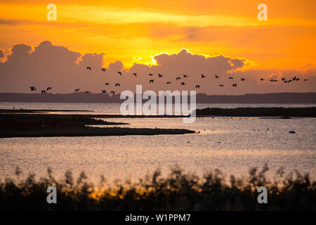 Oche Graylag battenti all'alba nel Parco Nazionale di Vorpommersche Boddenlandschaft, Anser anser, Zingst peninsula, Meclemburgo-Pomerania, Germania Foto Stock