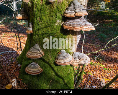 Zoccolo fungo su dead faggio, Fomes fomentarius, Alta Baviera, Germania, Europa Foto Stock