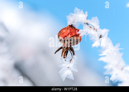 In Germania, in Baviera, Alpi Oberallgaeu, Oberstdorf, paesaggio invernale, Vacanze invernali, escursioni invernali Trail, Rosa canina ricoperta di neve, ghiaccio, la brina, il ghiaccio Crys Foto Stock