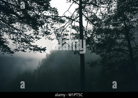 Misty forest in montagna, E5, Alpenüberquerung, 6a tappa, sfiato,Niederjochbach, rifugio Similaun, Val Senales, serbatoio di Vernago, Merano Foto Stock