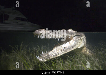 Morelet's Crocodile a caccia di notte, Crocodylus moreletii, Cancun Yucatan, Messico Foto Stock