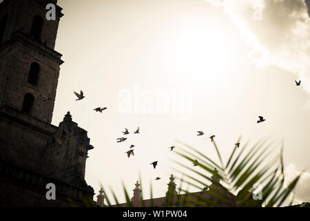 Uccelli in volo, città vecchia, Havana, Cuba, Caraibi, America Latina, America Foto Stock