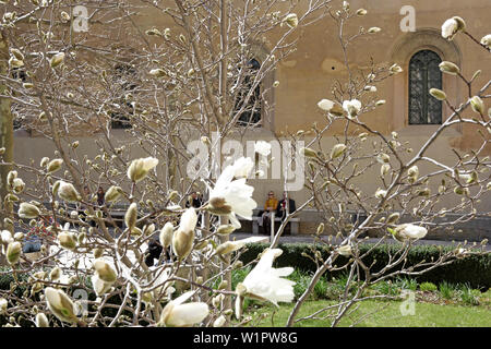 Magnolie in fiore, Kabinett giardino, Monaco, Monaco di Baviera, Germania Foto Stock