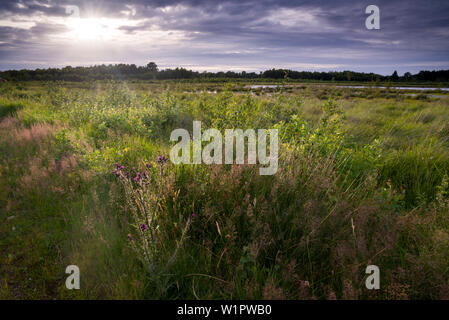 Goldenstedter Moor nella luce della sera, Goldenstedt, Vechta, Wildeshauser Geest, Bassa Sassonia, Germania Foto Stock