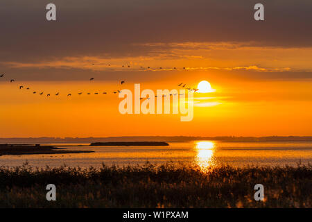 Oche Graylag battenti all'alba nel Parco Nazionale di Vorpommersche Boddenlandschaft, Anser anser, Zingst peninsula, Meclemburgo-Pomerania, Germania Foto Stock