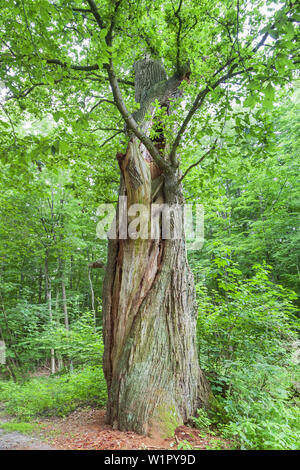 Il vecchio albero di quercia nella foresta vicino Hasbruch Hude, Oldenburg county, Bassa Sassonia, Germania settentrionale, Germania, Europa Foto Stock