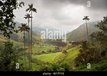 Cocora Valley, cera endemiche palme, il Salento, Patrimonio Mondiale UNESCO triangolo di caffè, Departmento Quindio, Colombia, Southamerica Foto Stock