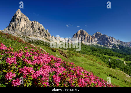 Rose alpine in fiore di fronte Gusela e della Tofana, Dolomiti, patrimonio mondiale dell UNESCO Dolomiti, Veneto, Italia Foto Stock