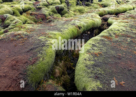 Verde muschio campi di lava del sud dell'Islanda Eldraun del campo lavico. Foto Stock