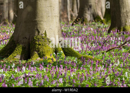 Larkspur cava nella foresta di faggio, Corydalis cava, Parco Nazionale Hainich, Thüringen, Germania Foto Stock