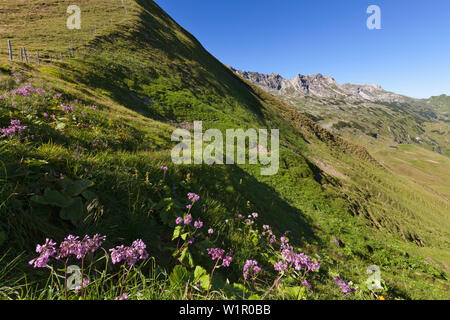 Blu Alpine sow thistle Cicerbita alpina a Nebelhorn, vicino a Oberstdorf, Allgaeu Alpi, Allgaeu, Baviera, Germania Foto Stock