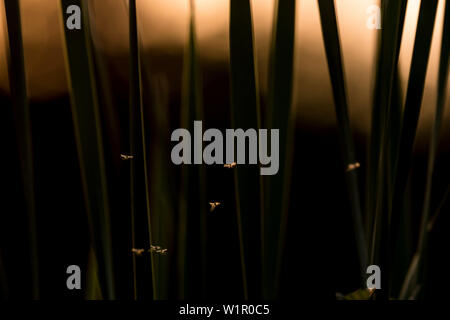 Canne in controluce al tramonto con acqua riflessioni, zanzare, Sunray, Brandeburgo, Germania Foto Stock