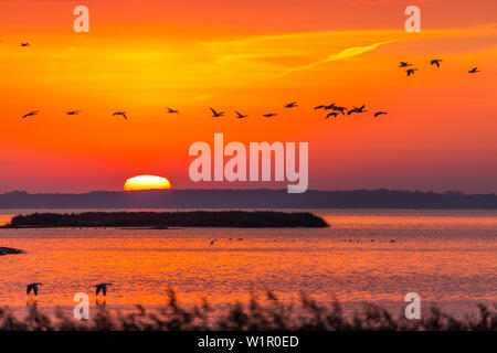 Oche Graylag battenti all'alba nel Parco Nazionale di Vorpommersche Boddenlandschaft, Anser anser, Zingst peninsula, Meclemburgo-Pomerania, Germania Foto Stock