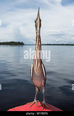 Un Airone, probabilmente un immaturo airone striato (Butorides striata) noto anche come airone di mangrovie, piccolo airone rosso o verde-backed heron, in piedi sul cor Foto Stock