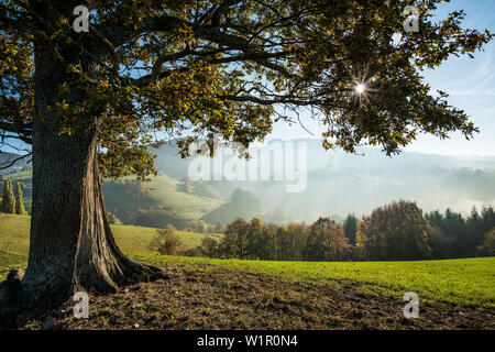 Solitaria, Quercia farnia (Quercus robur) in autunno, Freiburg im Breisgau, Foresta Nera, Baden-Württemberg, Germania Foto Stock