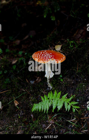 Fly agaric, amanita muscaria, Monte Riga, Canton Ticino, Svizzera Foto Stock