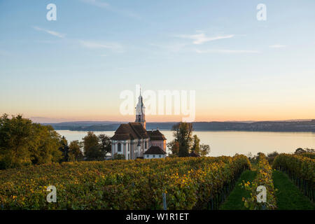 Chiesa di pellegrinaggio Birnau con vigneti in autunno al tramonto, Uhldingen-Mühlhofen, Lago di Costanza, Baden-Württemberg, Germania Foto Stock